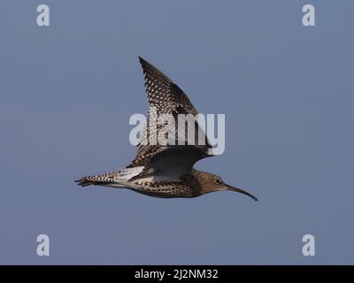 Curlew im Flug auf Islay, wo sie brüten, aber auch weiter nach Norden ziehen können! Stockfoto