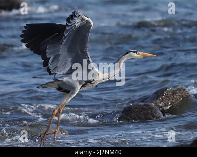 Graureiher ernähren sich nicht nur von Binnengewässern, sondern nutzen auch Küsten, an denen es reichlich Beute gibt. Stockfoto