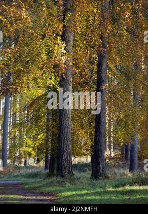 Herbstkieferwald mit Buchenbäumen in einem schönen Mischwald von Cannock Chase ein Gebiet von außergewöhnlicher natürlicher Schönheit, zeigt einen wunderbaren Rost Stockfoto