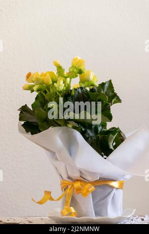 Gelbe Begonia-Pflanze in Blüte, Topfpflanze auf dem Tisch Stockfoto