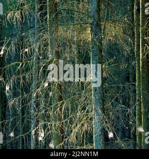 Lärchenwald im Sommer zeigt Schönheit in der Natur mit auffälligen Mustern, Form, Textur, mit einer Palette von lebendigen Sommerfarben, Stockfoto