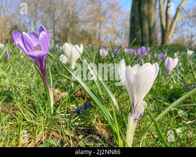 Krokusse auf einer Frühlingswiese Stockfoto