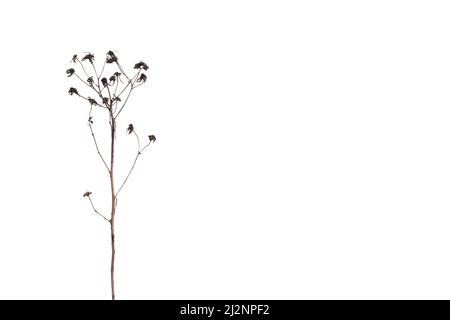 Wilde Blumen gepresst isoliert auf weißem Hintergrund Stockfoto