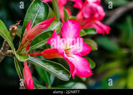 Blühend rosa Adenium obesum oder Wüstenrose. Bali, Indonesien. Stockfoto