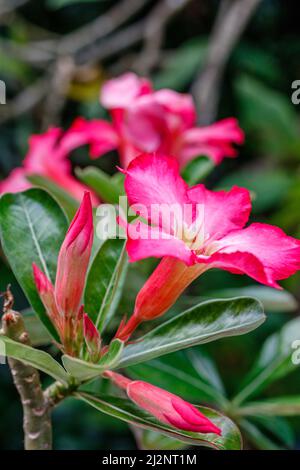 Blühend rosa Adenium obesum oder Wüstenrose. Bali, Indonesien. Stockfoto