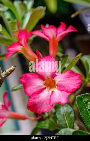 Blühend rosa Adenium obesum oder Wüstenrose. Bali, Indonesien. Stockfoto