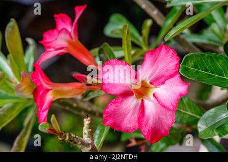 Blühend rosa Adenium obesum oder Wüstenrose. Bali, Indonesien. Stockfoto