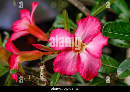 Blühend rosa Adenium obesum oder Wüstenrose. Bali, Indonesien. Stockfoto