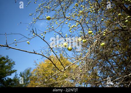 crabapple oder Wildapfel ist Vorläufer von kultivierten Äpfeln, Nebrodi Park - Sizilien Stockfoto