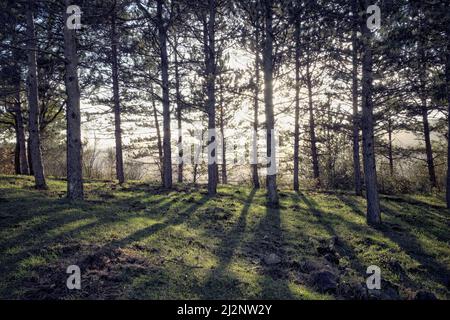 Wald Kiefern Hintergrundbeleuchtung in Nebrodi Park, Sizilien Stockfoto