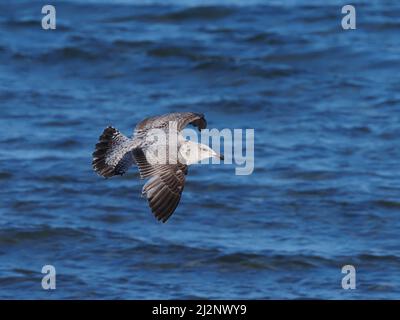 Ausgewachsene Heringsmöwe mit weißem und grauem Gefieder und ein sub adulter mit schwarzem Schwanzband und grau-braunen Flügeln. Stockfoto