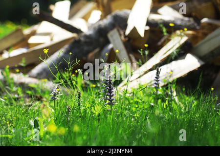 Brennholz in einer Palette gehacktes Brennholz liegt auf dem Boden. Holzhintergrund. Stockfoto