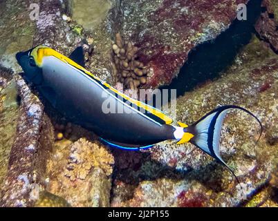 Ein Orangespine-Einhornfisch (Naso lituratus) im Roten Meer, Ägypten Stockfoto