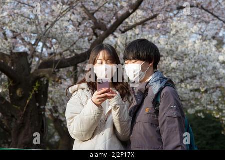 Tokio, Japan. 02. April 2022. Ein Paar hat im Yoyogi Park Fotos mit der Kirschblüte (Sakura) gemacht. Im Frühling genießen viele Japaner Hanami (Kirschblütenbeobachtung), indem sie Parks besuchen und ein Picknick mit Essen und Alkohol machen. Die Stadtbehörden von Tokio haben jedoch versucht, diese Versammlungen zu begrenzen, um die Ausbreitung des Coronavirus zu stoppen. Kredit: SOPA Images Limited/Alamy Live Nachrichten Stockfoto