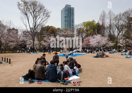 Tokio, Japan. 02. April 2022. Die Menschen genießen die Kirschblüte (Sakura) im Shinjuku Chuo Park. Im Frühling genießen viele Japaner Hanami (Kirschblütenbeobachtung), indem sie Parks besuchen und ein Picknick mit Essen und Alkohol machen. Die Stadtbehörden von Tokio haben jedoch versucht, diese Versammlungen zu begrenzen, um die Ausbreitung des Coronavirus zu stoppen. Kredit: SOPA Images Limited/Alamy Live Nachrichten Stockfoto