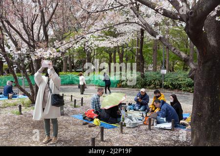 Tokio, Japan. 02. April 2022. Die Menschen genießen die Kirschblüte (Sakura) im Shinjuku Chuo Park. Im Frühling genießen viele Japaner Hanami (Kirschblütenbeobachtung), indem sie Parks besuchen und ein Picknick mit Essen und Alkohol machen. Die Stadtbehörden von Tokio haben jedoch versucht, diese Versammlungen zu begrenzen, um die Ausbreitung des Coronavirus zu stoppen. Kredit: SOPA Images Limited/Alamy Live Nachrichten Stockfoto