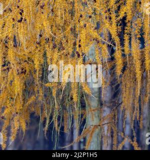 Nahaufnahme von Larchbäumen, einem Nadelbaum im Wald von Cannock Chase. Der lateinische Name ist Larix occidentalis und zeigt in Aut atemberaubendes goldenes Laub Stockfoto