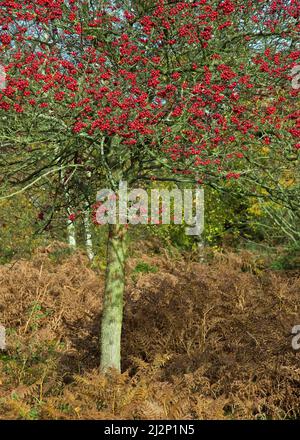 Crataegus Monogyna Hagebutten oder Früchte des Weißdorns im Spätherbst auf Cannock Chase AONB (Gebiet von außergewöhnlicher natürlicher Schönheit) November Staffordshire Stockfoto