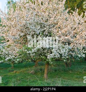 Wild Crab Apple in Blüte im Cannock Chase Country Park AONB (Gebiet von außergewöhnlicher natürlicher Schönheit) in Staffordshire England Stockfoto