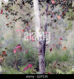 Eukalyptusbäume im Sommer mit verschiedenfarbigem Laub in einer kleinen Versuchsschule, die Schönheit in der Natur mit Mustern, Form und Textur zeigt, in einem kumpel Stockfoto