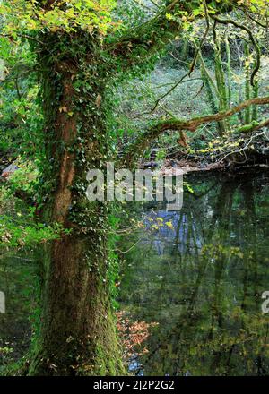Laub- und Mischwälder mit vielen Efeu-gekleideten Buchenbäumen, die entlang des Afon Llugwy in den schönen Wäldern und Wäldern laufen Stockfoto
