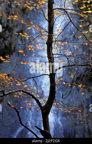 Conwy Tal im Herbst Laub hinterleuchtete Buche Baum gegen den Grey MaresTail Wasserfall in den Wäldern von Gwydyr Wald gesetzt, zeigt eine wunderbare au Stockfoto