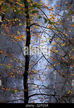 Conwy Tal im Herbst Laub hinterleuchtete Buche Baum gegen den Grey Mares Tail Wasserfall in den Wäldern des Gwydyr Wald gesetzt, zeigt eine wunderbare A Stockfoto