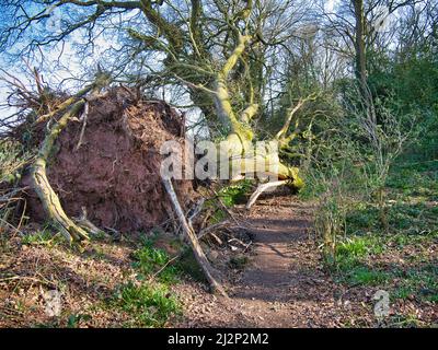 Ein großer, reifer Baum, der in einem Sturm niedergeblasen wird, blockiert einen Fußweg. Die Wurzeln sind sichtbar, zusammen mit Schäden an den Ästen. Stockfoto