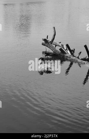 Wilde kanadische Gänse schwimmen um den ruhigen Teich im Park. Stockfoto