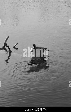 Wilde kanadische Gänse schwimmen um den ruhigen Teich im Park. Stockfoto