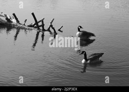 Wilde kanadische Gänse schwimmen um den ruhigen Teich im Park. Stockfoto