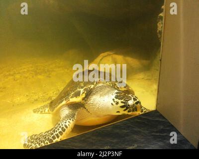 Happy niedliche Meeresschildkröte schwimmen frei im blauen Ozean. Tauchen mit der Unterwasserschildkröte. Sattes blaues Meerwasser Hintergrund. Exotischer Urlaub Stockfoto