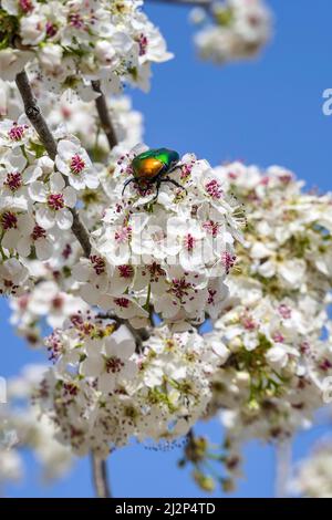 Blühender Zweig einer Birne mit weißen Blüten und Kupferbronzekäfer auf einem verschwommenen Hintergrund. Nahaufnahme. Selektiver Fokus Stockfoto