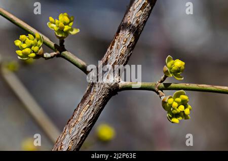 Die Blüte der Hundswälder, der Kornweiden, der Kornelkirsche oder des europäischen Kornels, Sofia, Bulgarien Stockfoto