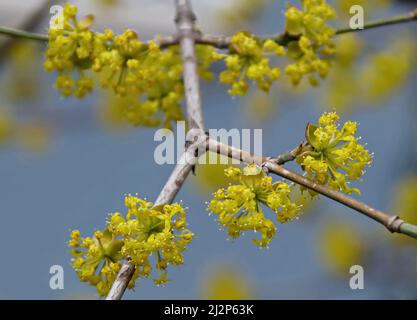 Die Blüte der Hundswälder, der Kornweiden, der Kornelkirsche oder des europäischen Kornels, Sofia, Bulgarien Stockfoto