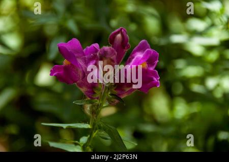 Antirrhinum majus snapdragon blüht im Garten, Sofia, Bulgarien Stockfoto