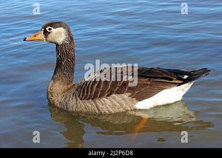 Kanada x Greylag Goose Hybrid Stockfoto