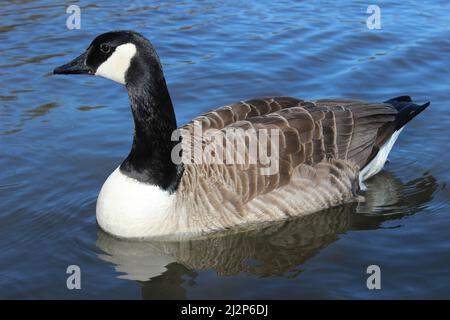 Kanadagans (Branta Canadensis) Stockfoto