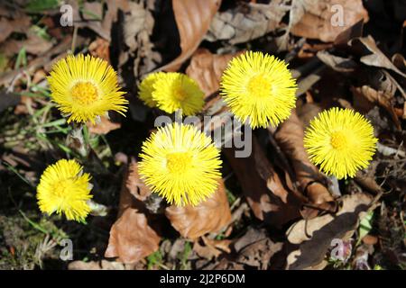 Colt’s-foot Tussilago fara Stockfoto