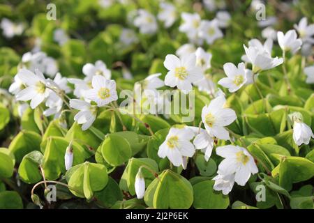 Sauerklee Oxalis acetosella Stockfoto