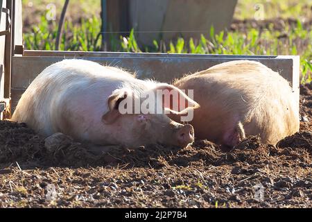 Glückliches Schwein, das im Dreck liegt und lächelnd auf die Kamera schaut. Britische Landrasse Rasse für Nutztiere im Freien Stockfoto