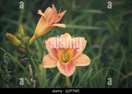 Nahaufnahme einer schönen Blume. Lilien mit grünen Gräsern im Hintergrund. Stockfoto