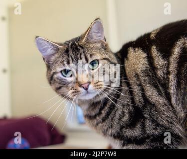 Tabby Katze Stockfoto