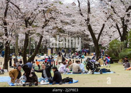 Tokio, Japan. 02. April 2022. Die Menschen genießen die Kirschblüte (Sakura) im Shinjuku Chuo Park. Im Frühling genießen viele Japaner Hanami (Kirschblütenbeobachtung), indem sie Parks besuchen und ein Picknick mit Essen und Alkohol machen. Die Stadtbehörden von Tokio haben jedoch versucht, diese Versammlungen zu begrenzen, um die Ausbreitung des Coronavirus zu stoppen. (Foto von Damon Coulter/SOPA Images/Sipa USA) Quelle: SIPA USA/Alamy Live News Stockfoto