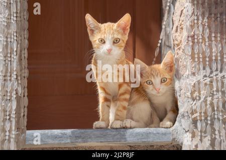 Zwei niedliche junge Katzenbabys, rot gestromt, ein gebundenes Geschwisterpaar, das nebeneinander auf einer Stufe am Hauseingang sitzt und neugierig nach Griechenland schaut Stockfoto