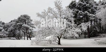 Malerisches Winterpanorama eines schneebedeckten Baumes in einem Wald Stockfoto