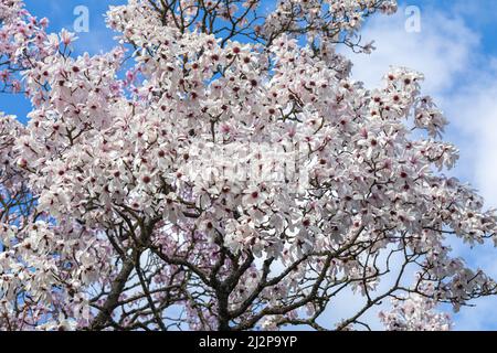 Nahaufnahme der Magnolienbaumblüten, die im Frühling vor blauem Himmel blühen, England, Großbritannien Stockfoto