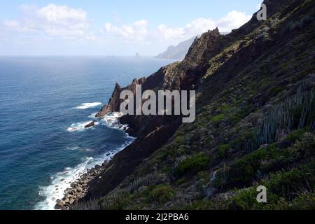 Entlang des Wanderweges nach Playa de Tamadite im Anaga-Gebirge an der Nordküste von Teneriffa, bei Taganana, Kanarische Inseln, Spanien. Stockfoto