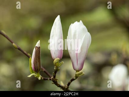 Nahaufnahme von 3 Magnolienknospen, die sich vor einem verschwommenen grünen Hintergrund öffnen, England, Großbritannien Stockfoto