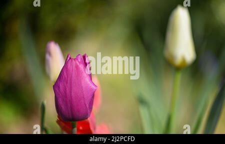 Beautiful close-up of a tulip Stockfoto